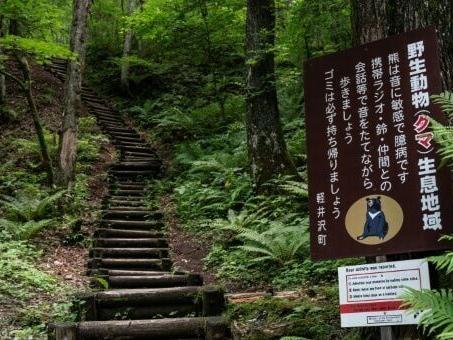 Japan governor asks for military help against 'dire' bear attacks